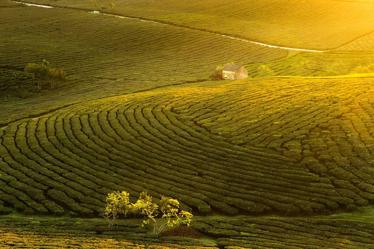농가용 스마트팜 자동화 기술에서 농작물 병해 감지를 위한 이미지 기반 자동 모니터링 기술
