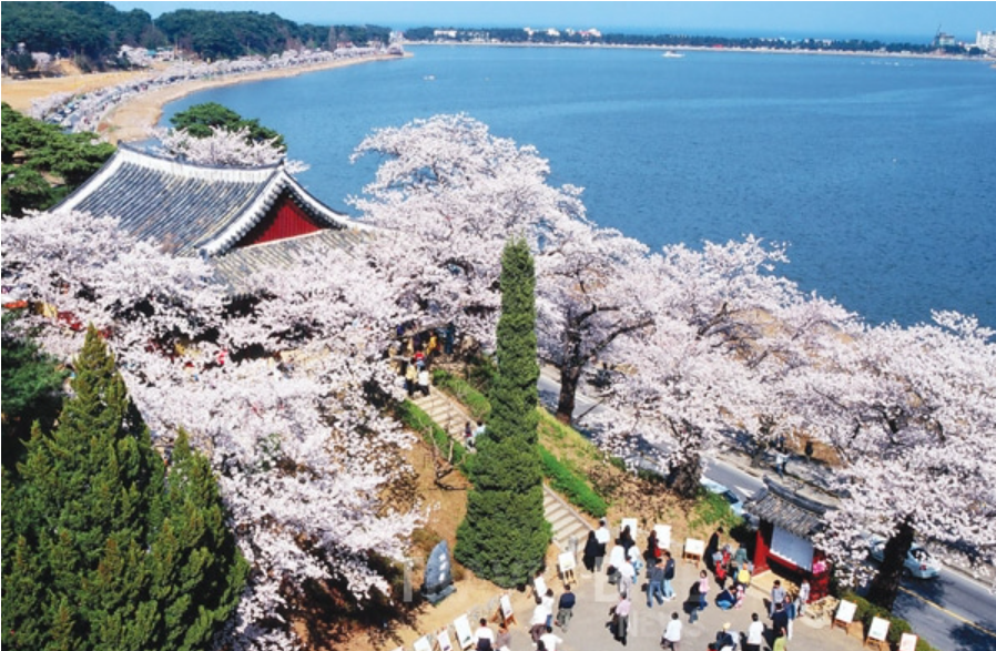 2025 전국 벚꽃 명소 서울부터 제주까지 추천