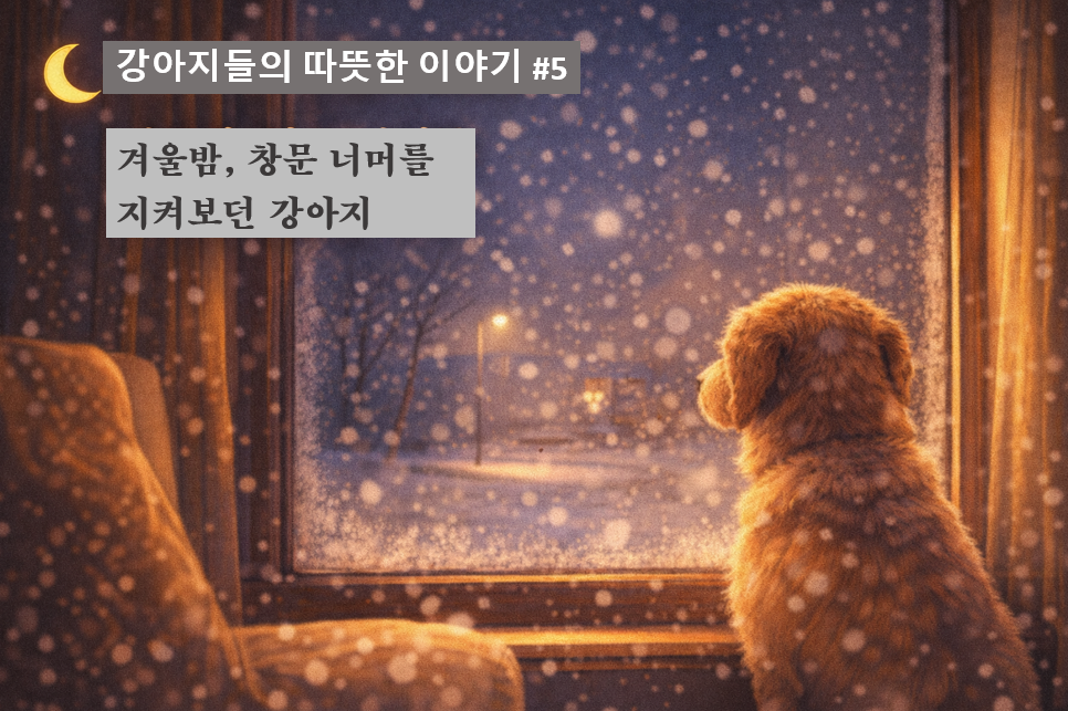 alt="겨울밤, 창문 너머를 지켜보던 강아지 - 반려견 블로그"