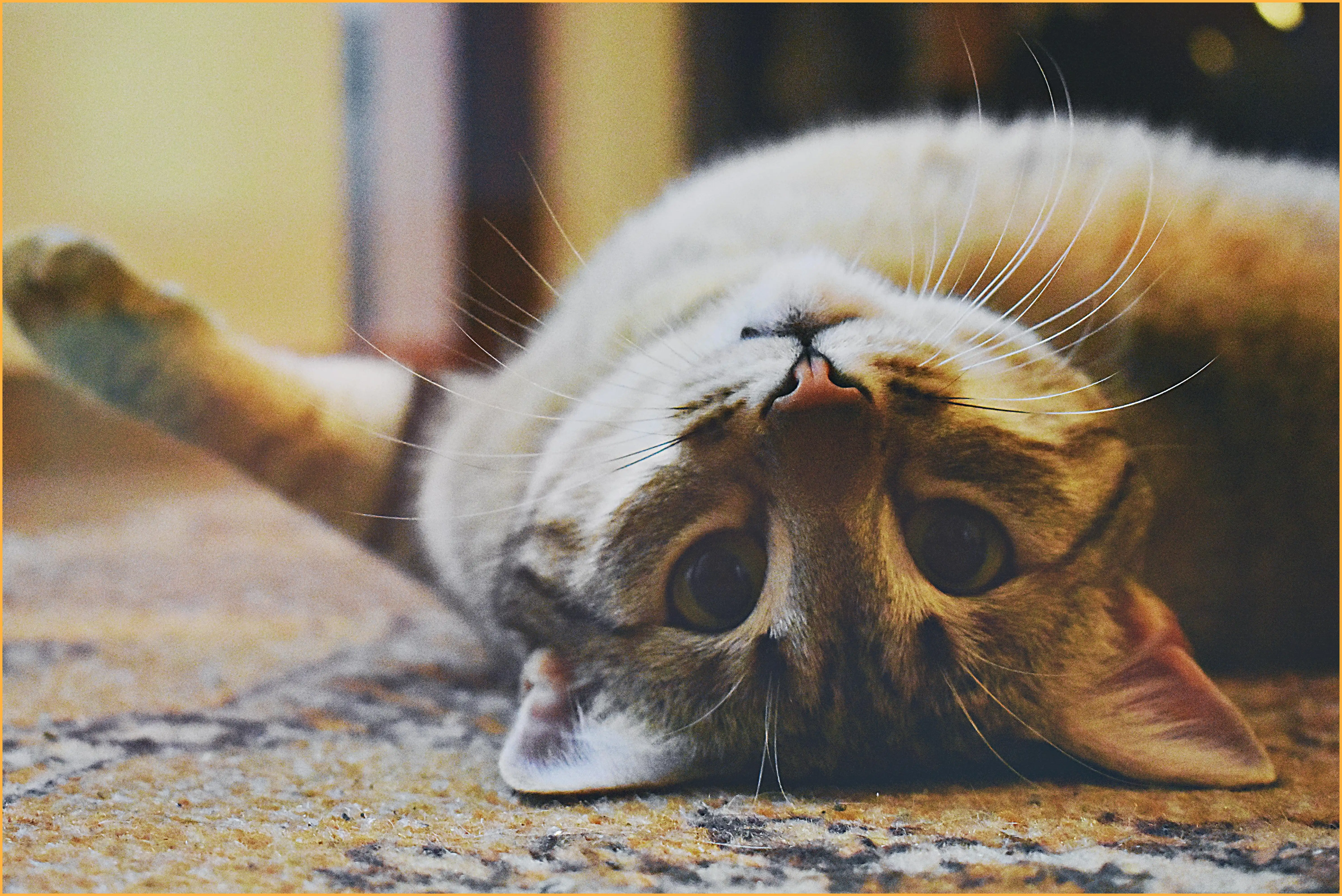 고양이 꿈해몽 총정리 (길몽과 흉몽의 차이는?)