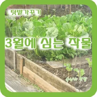 봄 텃밭 준비 토양 갈기 석회 퇴비 잡초 씨 제거_6