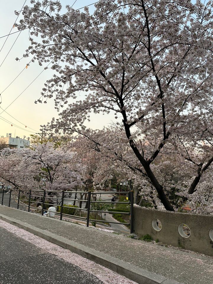 벚꽃축제 화담숲 모노레일