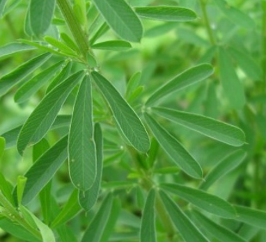 야관문 효능 채취시기 술 담그는 법 및 차 만드는 법 (비수리)