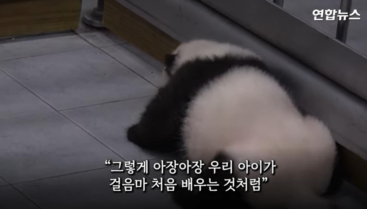 푸바오 중국 반환 마지막 모습 할부지 편지