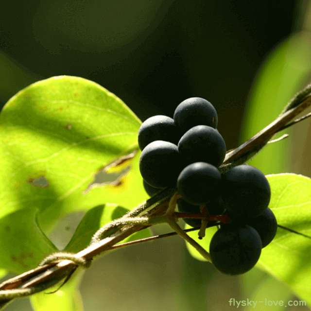 댕댕이덩굴 효능