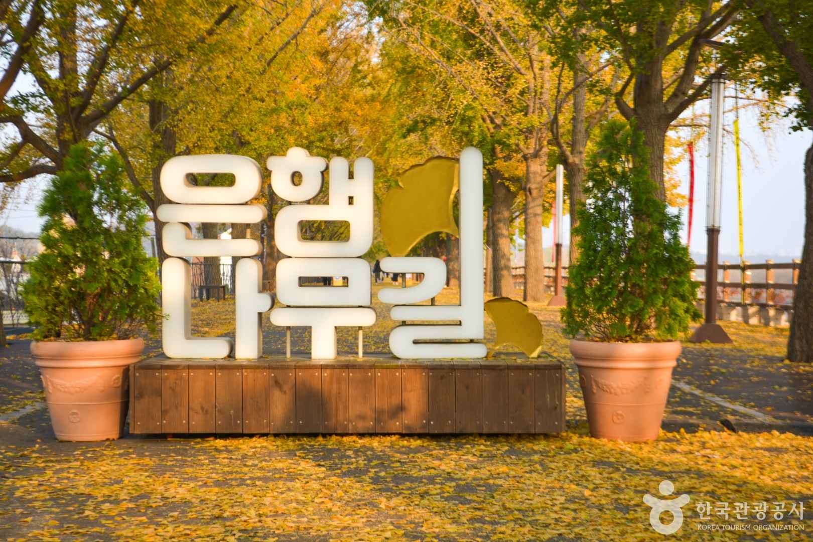 아산 곡교천 은행나무길