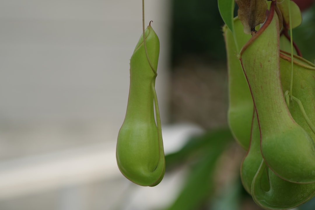 Soybean sprout.