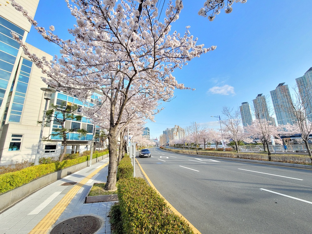 부산시 수영동 벚꽃