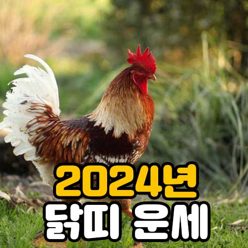 2024년 닭띠운세 썸네일