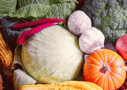 커다란 양배추 한 통과 초록색 브로콜리, 주황색 늙은 호박과 다른 야채가 있다.