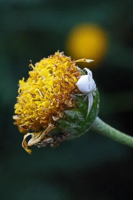 6월 꽃게 금어기 정확한 일정과 유통 제한 상세 정보 총정리_4