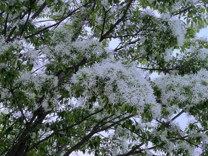 진천 이팝나무길, 5월 꼭 가봐야 할 국내 여행지!