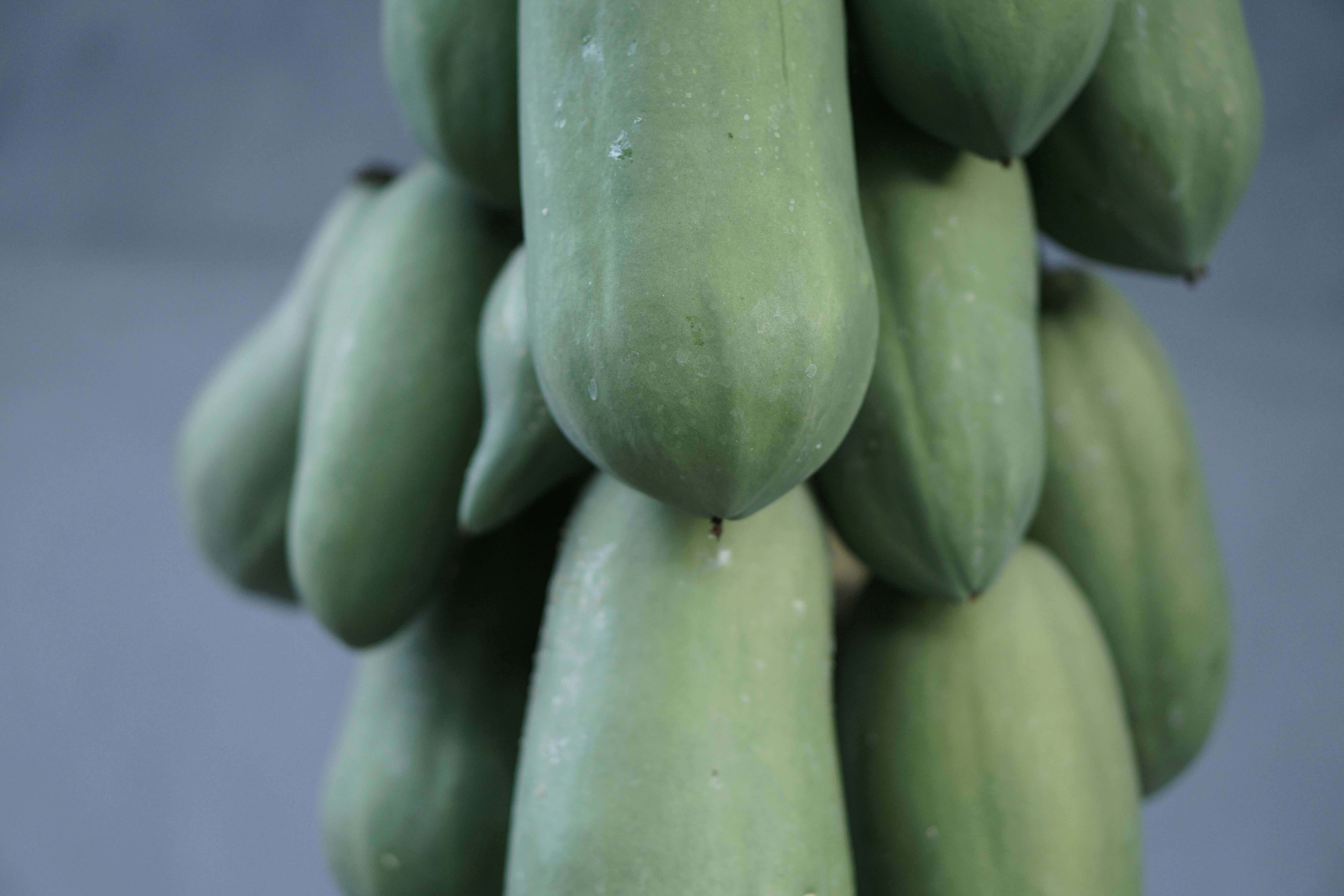 파로효소의 효능과 복용 방법 및 제품 선택 방법