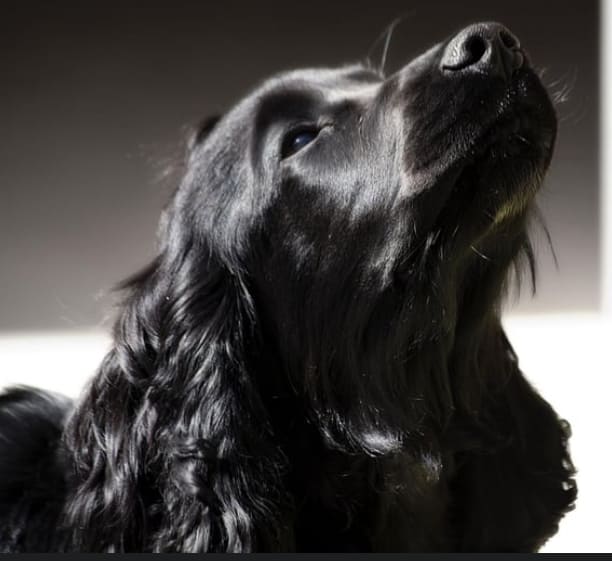 바흐 연주 감상하는 강아지 What Music Do Dogs Like?