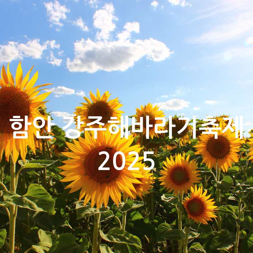 함안 강주해바라기축제 2025