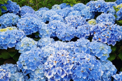 제주 수국축제