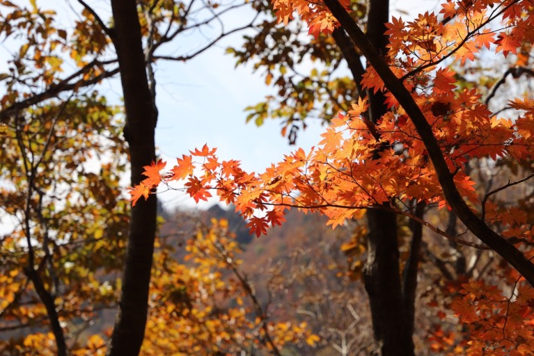 지리산 단풍시기