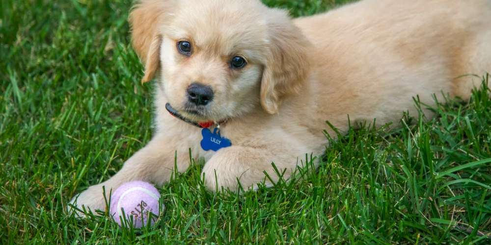 강아지 배변 훈련 방법 7