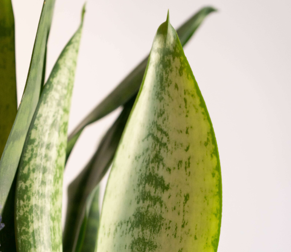 식물-산세베리아