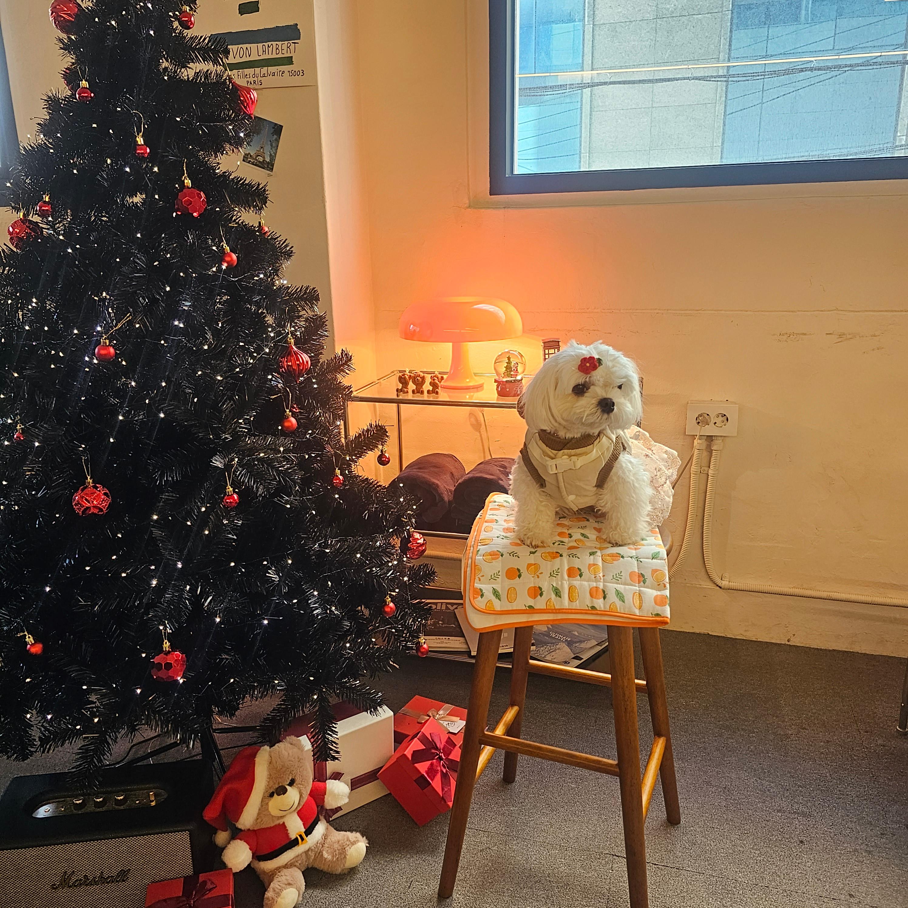 반려견 동반 가능 카페 &lsquo;모디피(modify)&rsquo;