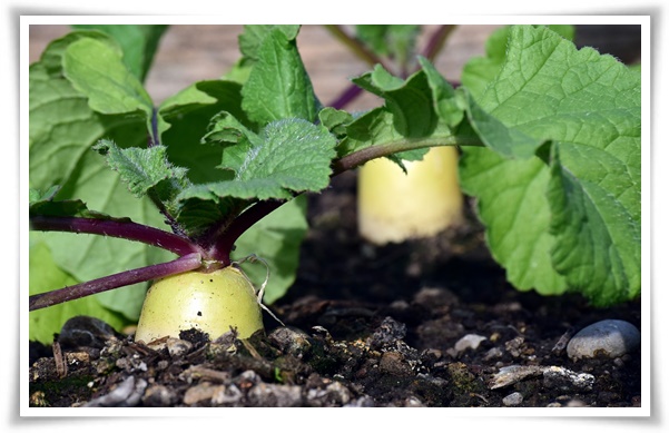 "김장 무, 직접 길러보세요!" 초보자도 성공할 수 있는 쉬운 재배 가이드!