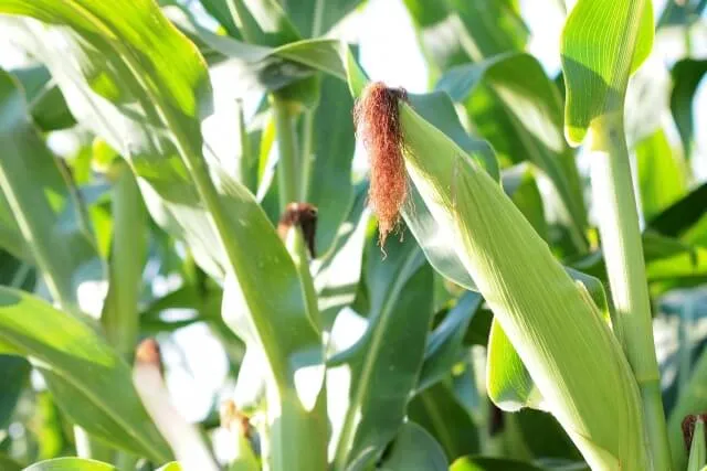 옥수수차 항산화 효능