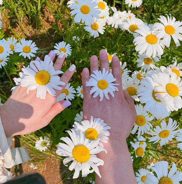 전국-샤스타데이지-명소-부안-변산