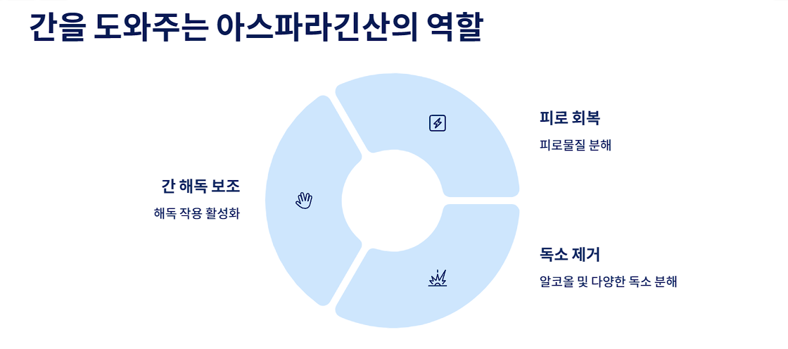 간을 도와주는 아스파라긴산의 역할