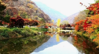 '100억송이' 가을꽃