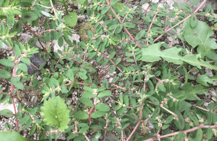 비단풀 사진 - 5