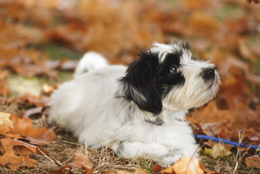낙엽과 티베탄테리어.