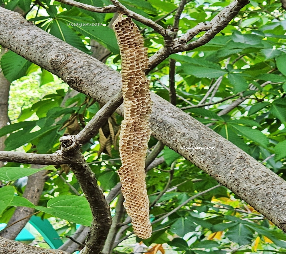길게 매달린 벌집-뱀허물쌍살벌집
