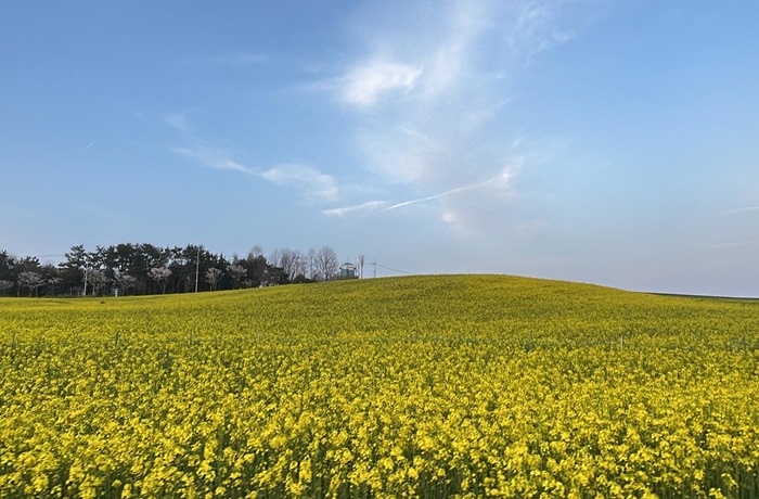 고창 청보리밭 축제 (출처:한국관광공사)