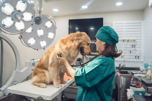 알트태그-수술실의 리트리버