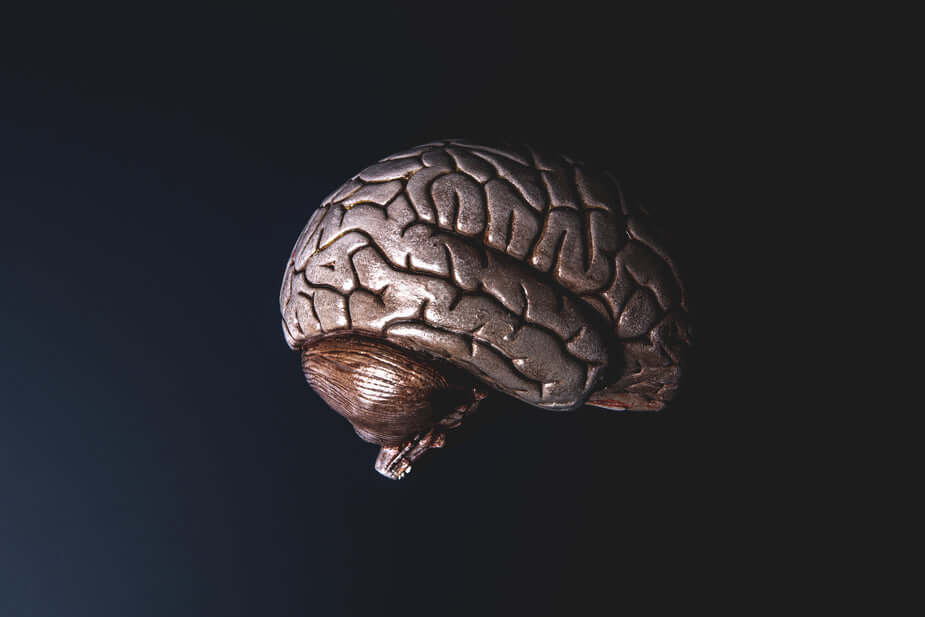 brain