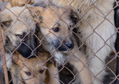 갇혀 있는 개들.