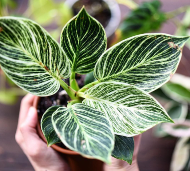 필로덴드론버킨2