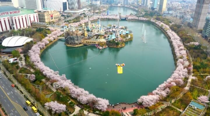 2024-벚꽃-개화-시기,-서울-석촌호수