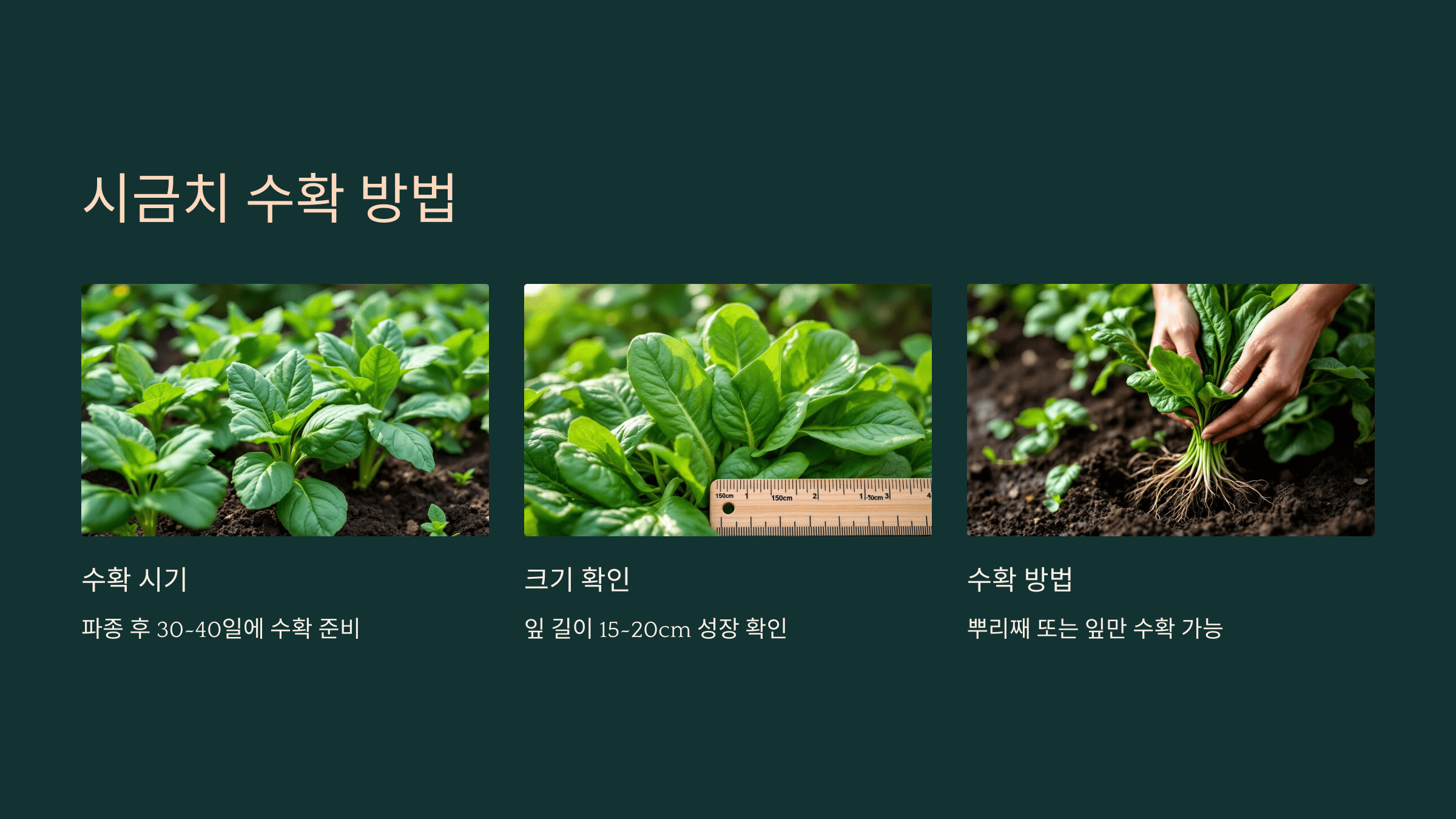 시금치 사진입니다.