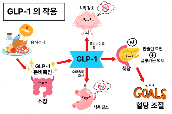 GLP-1 작용 설명