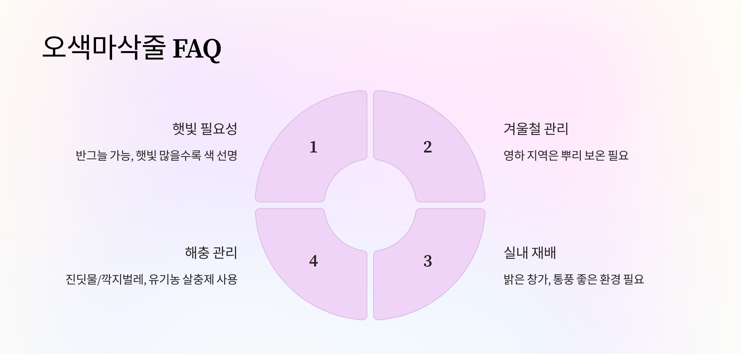 오색마삭줄 사진