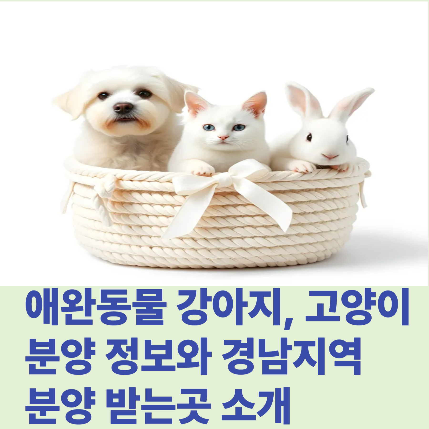 애완동물 강아지, 고양이 분양 정보와 경남지역 분양 받는곳 소개