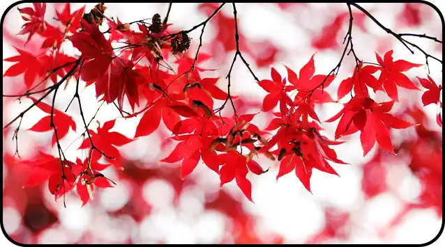 내장산 등산코스 추천(+ 등산지도 )