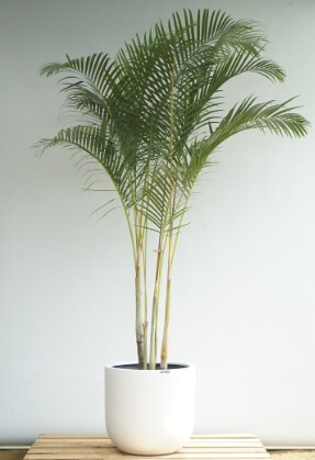 공기정화식물 중 아레카야자 사진