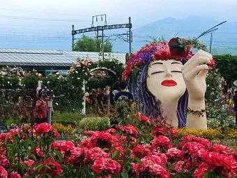 곡성 장미꽃축제 개막과 함께 즐기는 완벽 여행_9