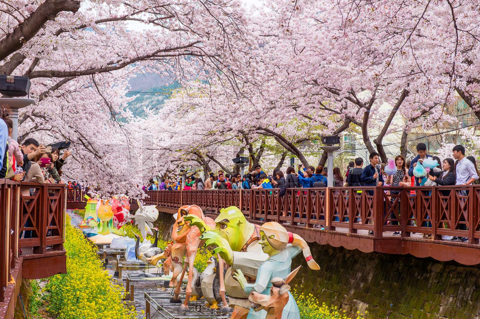 벚꽃 성지, 진해 군항제! 경화역•여좌천 필수 코스 가이드