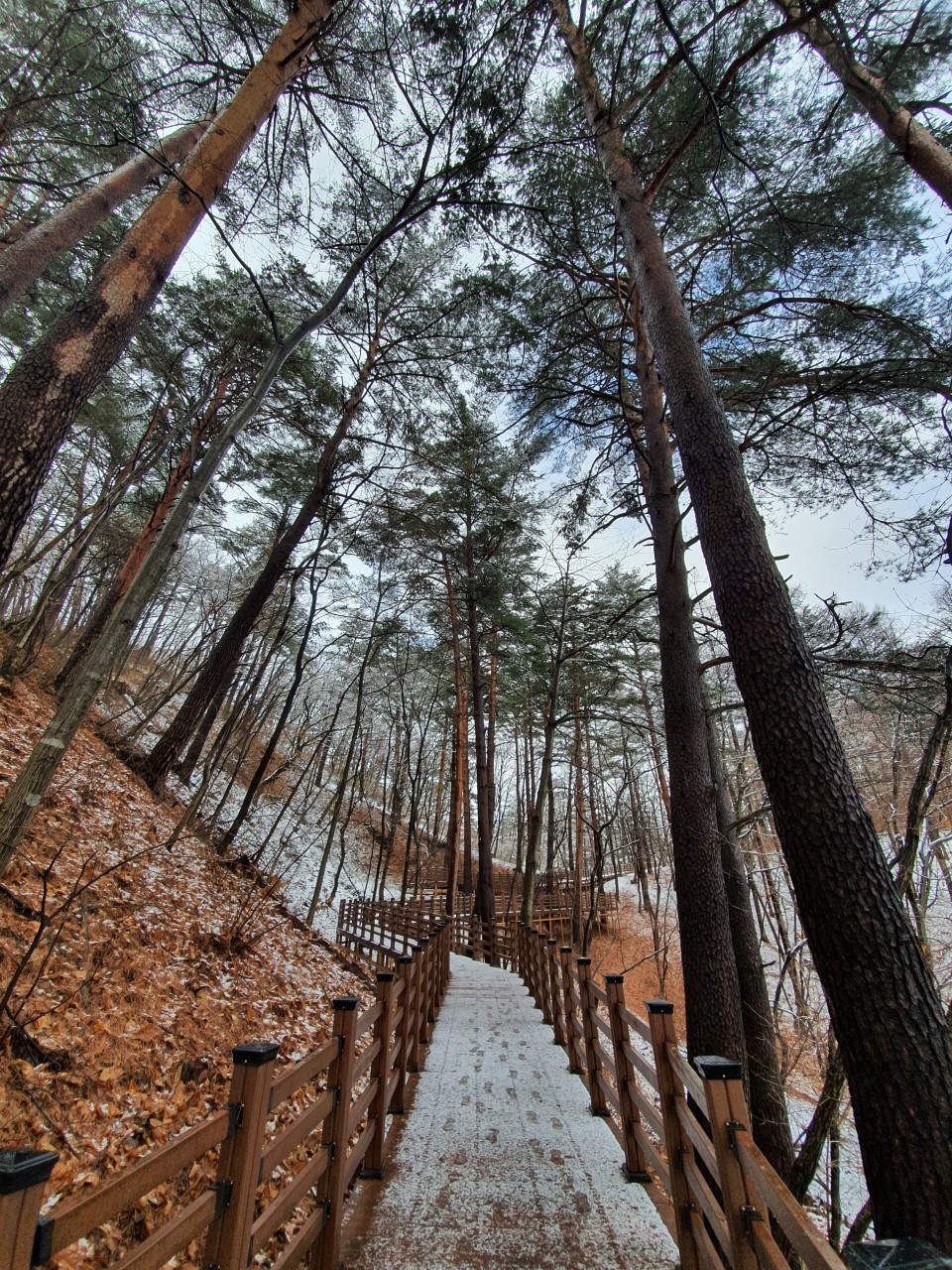 국립대관령치유의숲