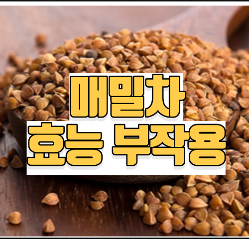 메밀차 효능