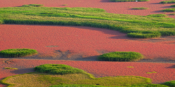 순천만습지 갈대밭