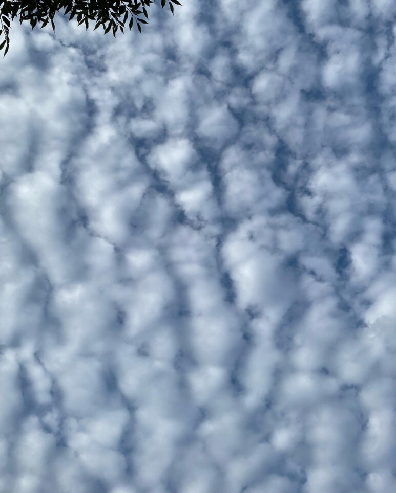 데일리룩(오뭘입)스투시 벙거지 버킷햇, 나이키 코르테즈 바람막이 윈드브레이커자켓, 로스코카모 반바지, 리복 로얄브릿지, 남자데일리룩, 남자데일리코디, 남자데일리패션, ootd